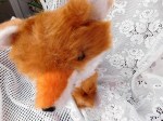 red fox regal face